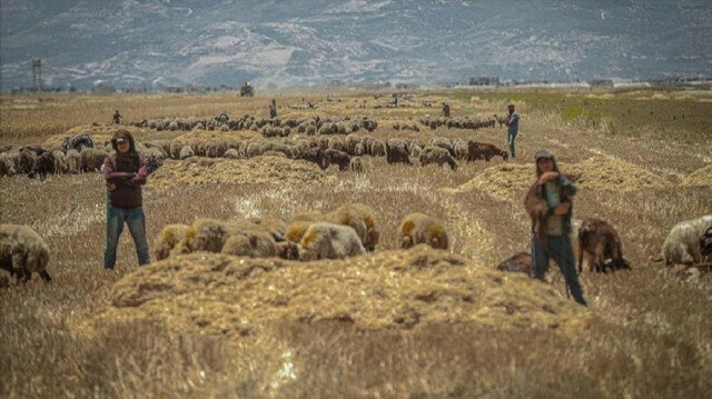 Rezim Assad bakar ribuan hektar lahan pertanian siap panen di Idlib, Aleppo & Hama. - Turkinesia