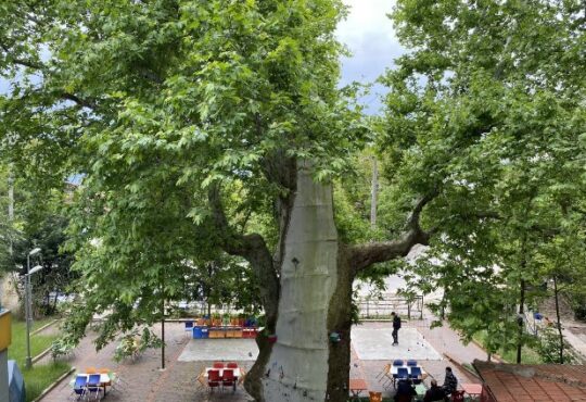 Pohon raksasa berusia 1000 tahun